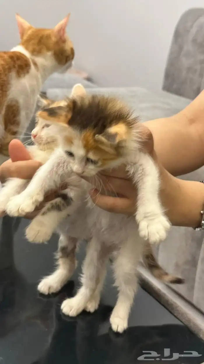 قطط للتبني 5