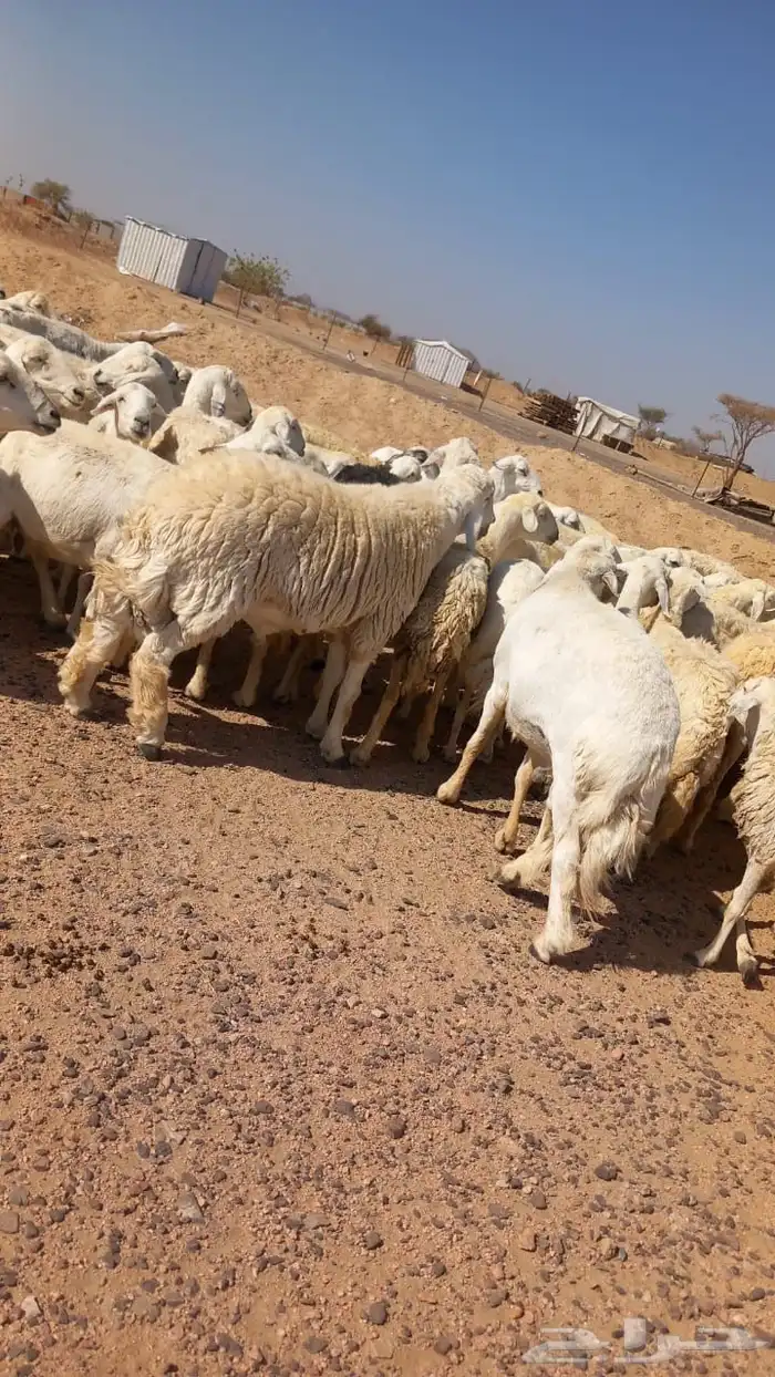 غنم حريه مراح واحد 0