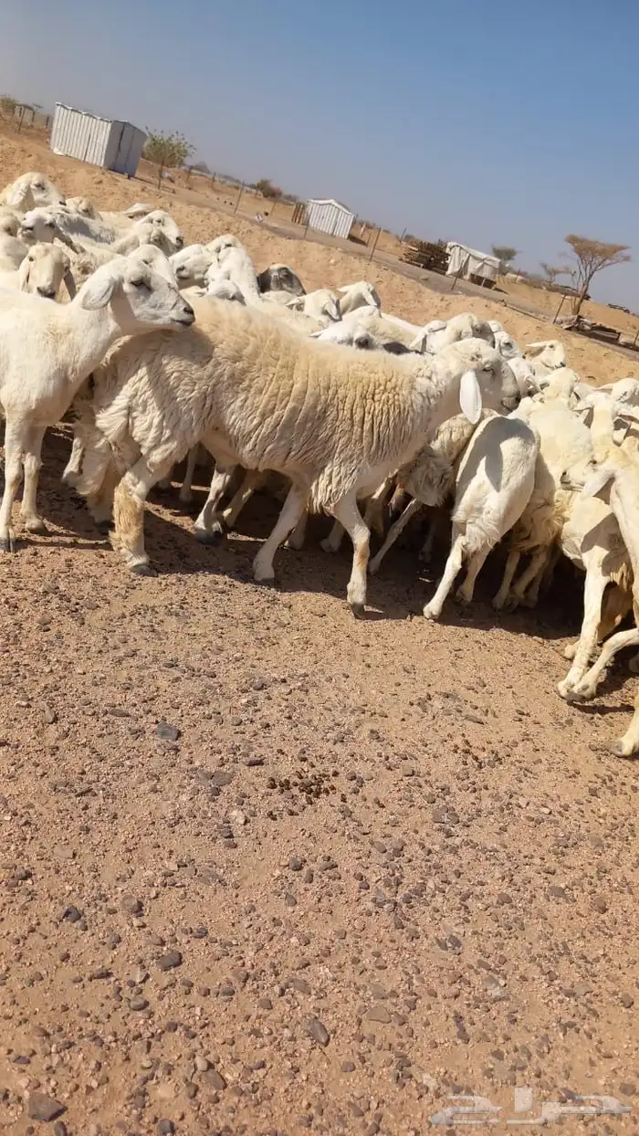 غنم حريه مراح واحد 4