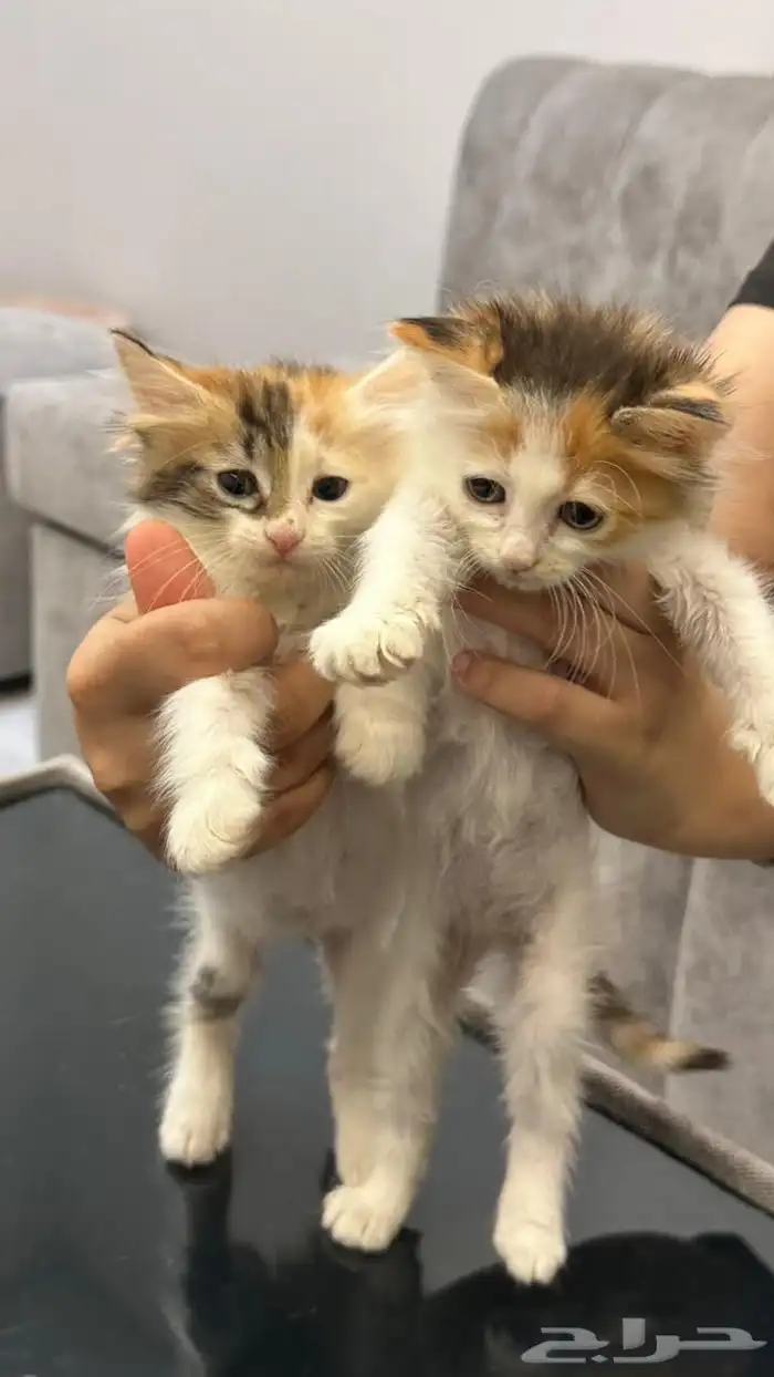 قطط للتبني 3