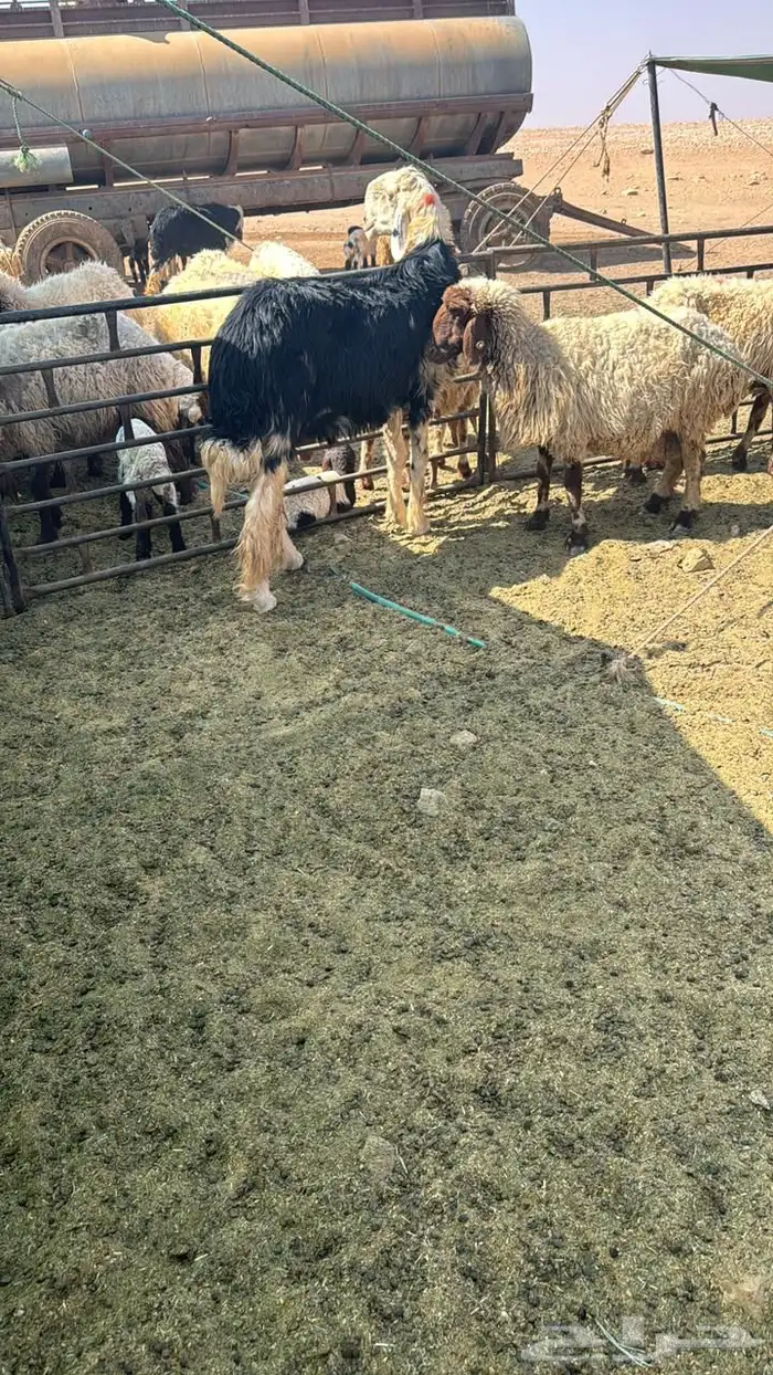 فحل نجدي صنف شرط النسف وتعريفه قوي 0