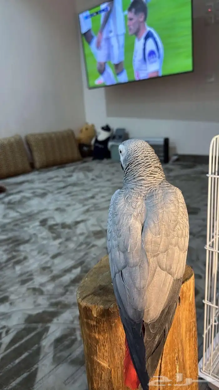 كاسكوو للبيع 0