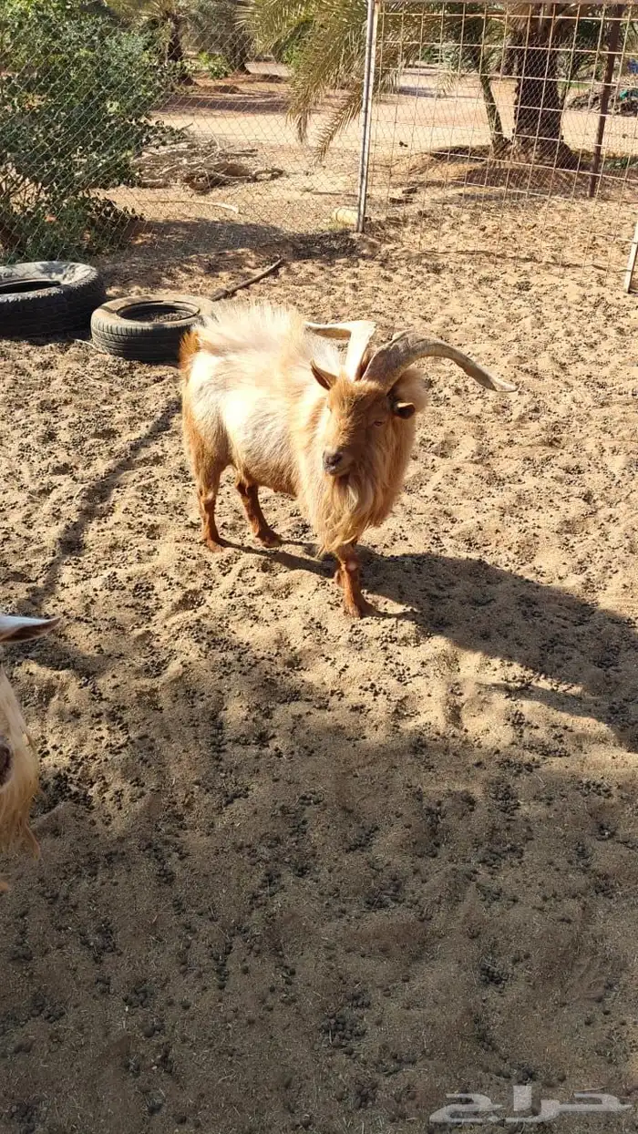 ماعز وتيسين قزمي 2