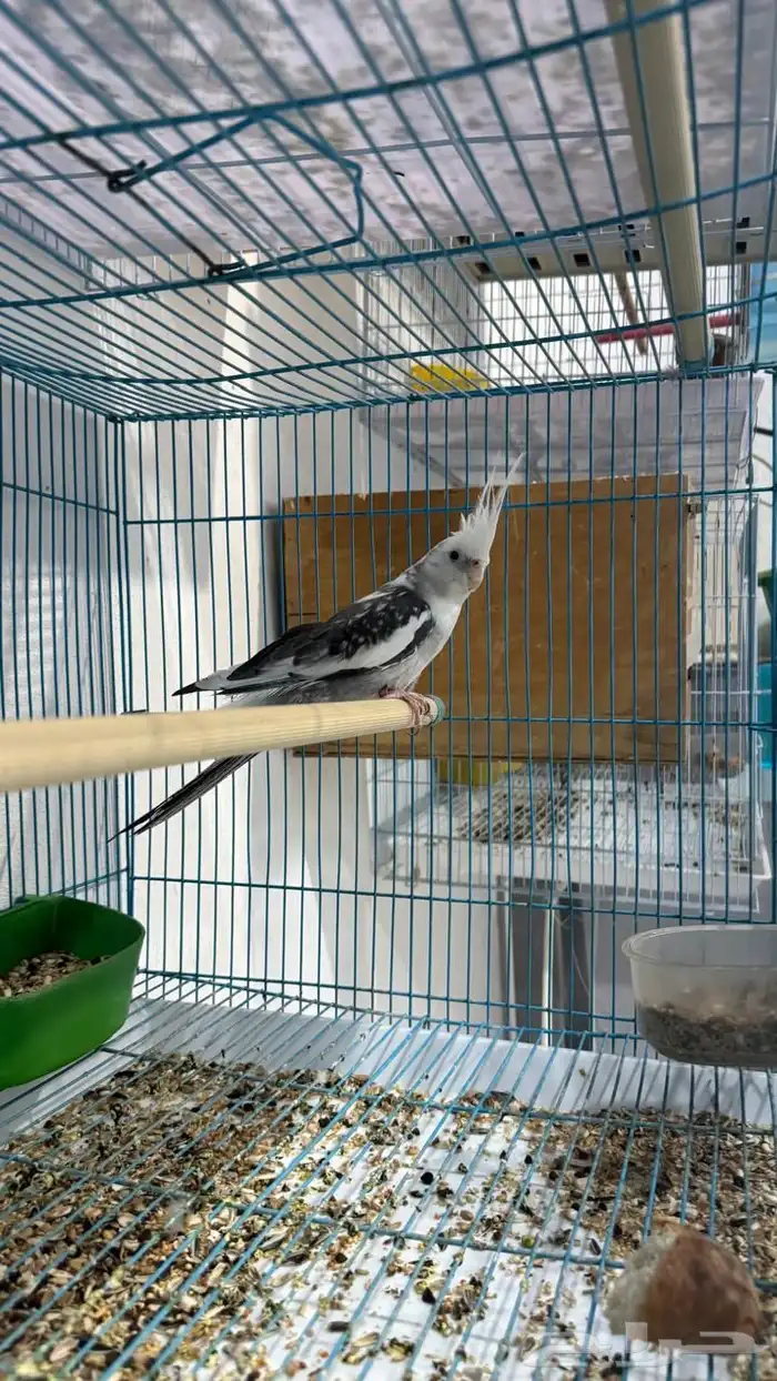 ذكر كروان هولندي 3