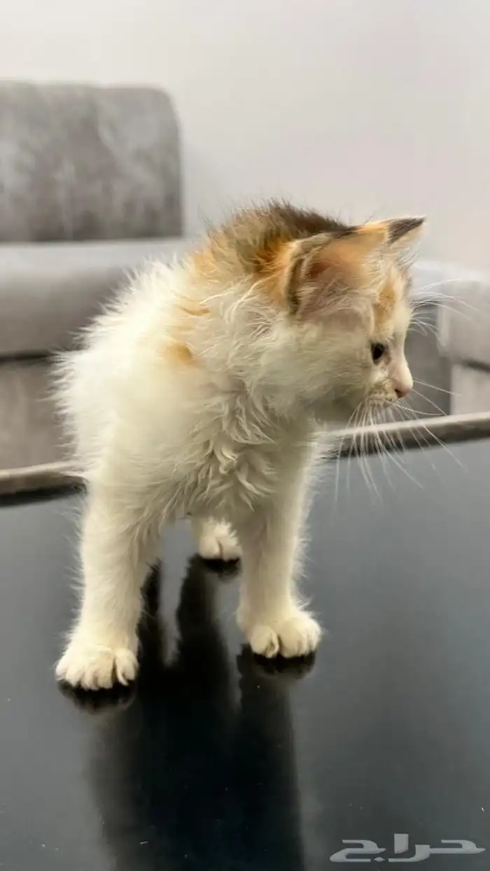 قطط للتبني 1