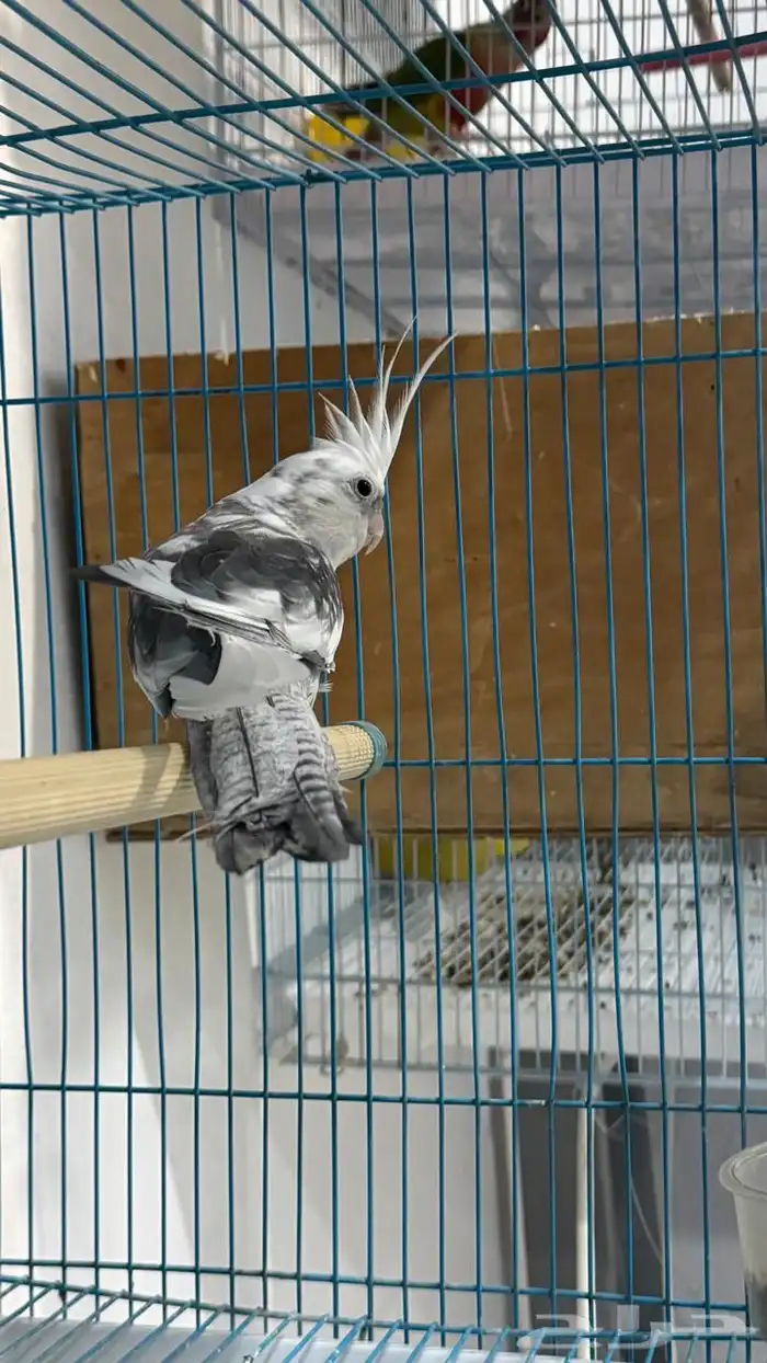 ذكر كروان هولندي 1