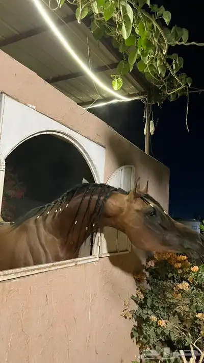 حصان ورق للبيع index