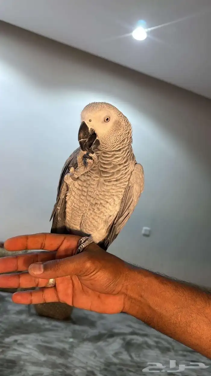 كاسكوو للبيع 1