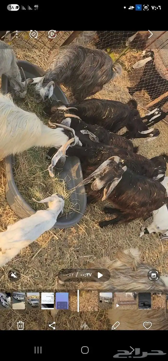 معزا عوارض 0