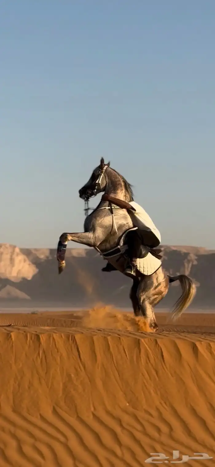 عندي حصان واهو. للبيع 13