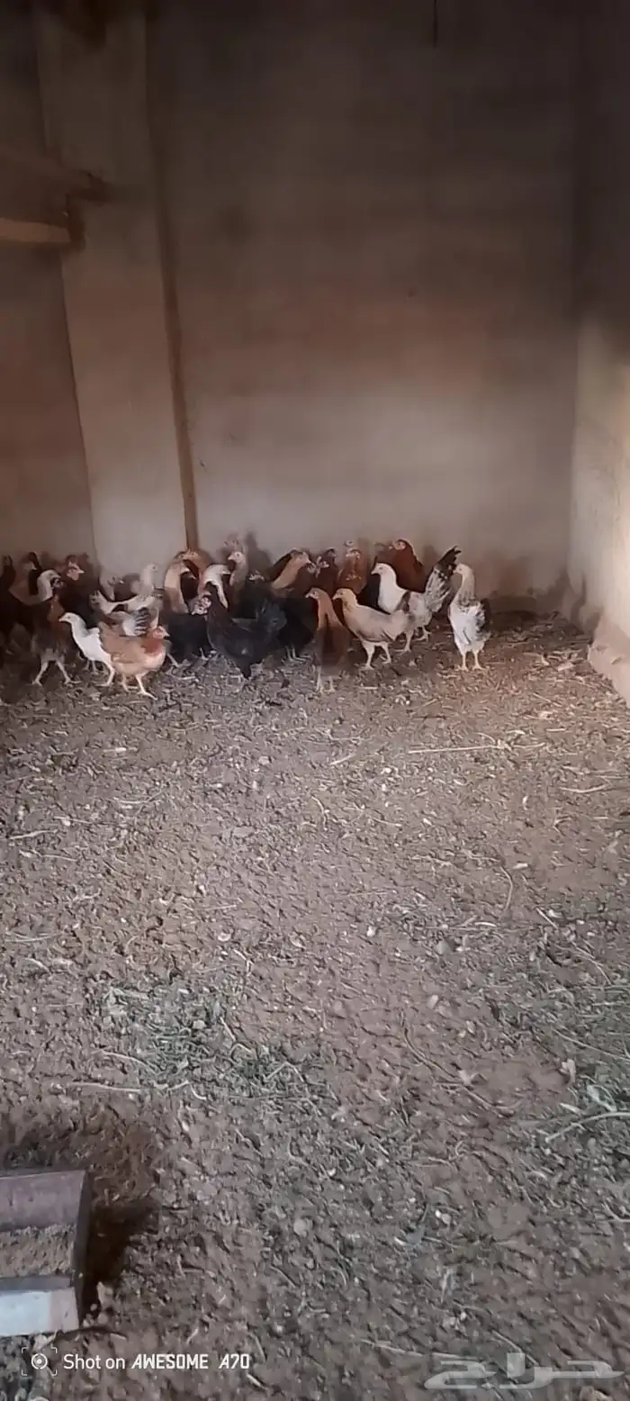 دجاج بلدي وديوك 3