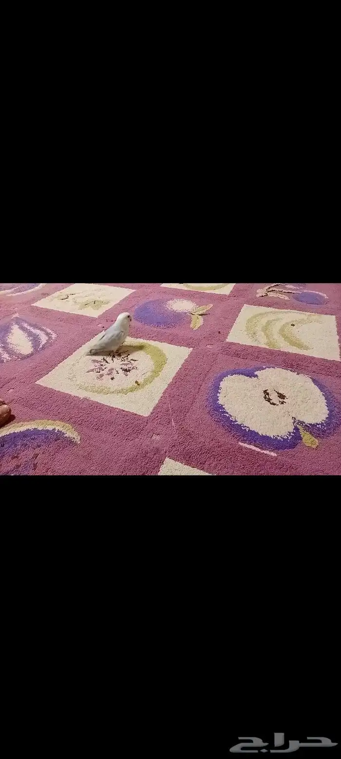 مفقود من يومين بجوار مسجد المهاجرين على رجله حجل احمر 0