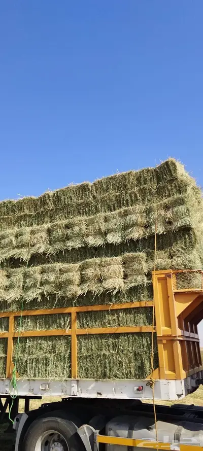 رودس ورق ناعم index