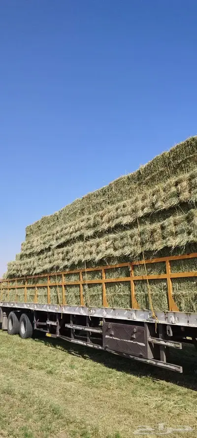 رودس ورق ناعم index