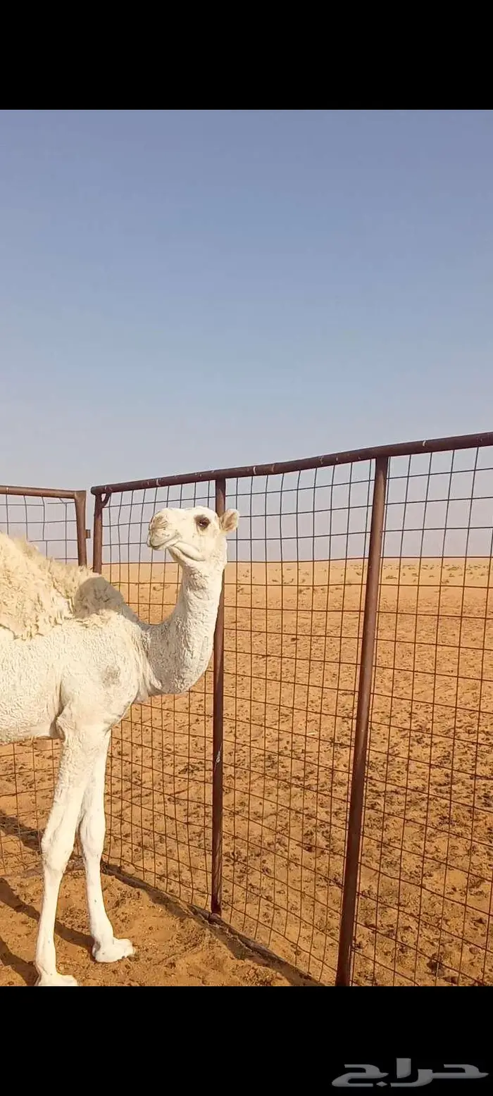 للبيع قعود على الشامخ بعير بن علي 2