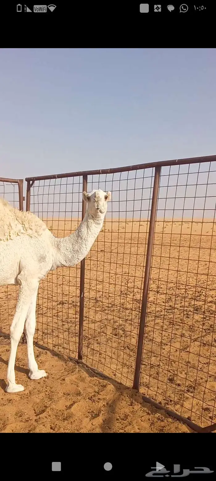 للبيع قعود على الشامخ بعير بن علي 3