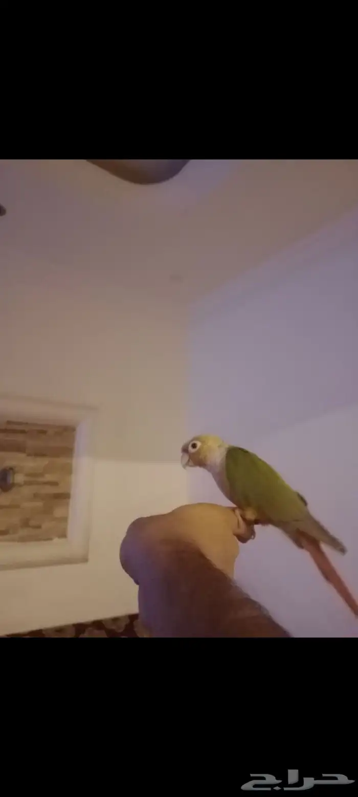 كنيور قرين شيك متكلم واو أليف جدا 3