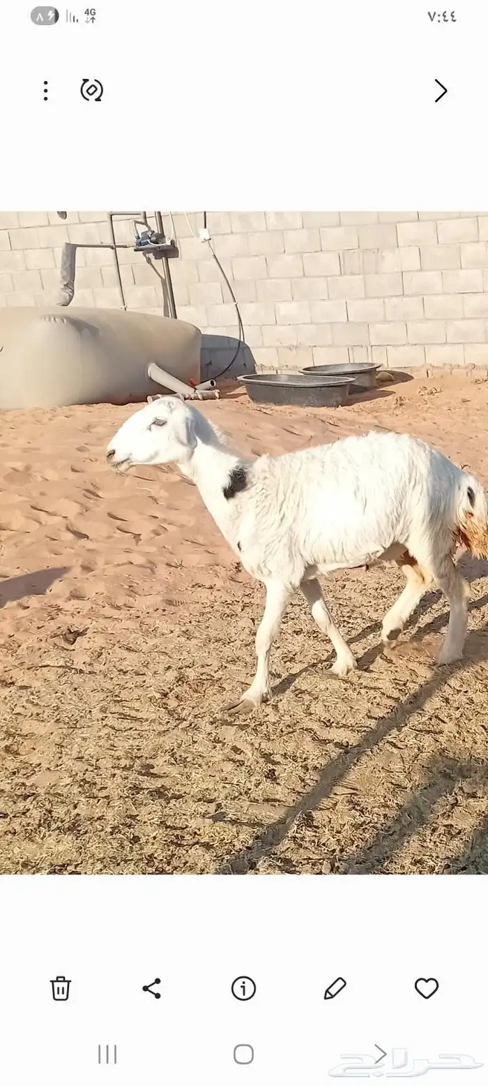 رحله للبيع 0