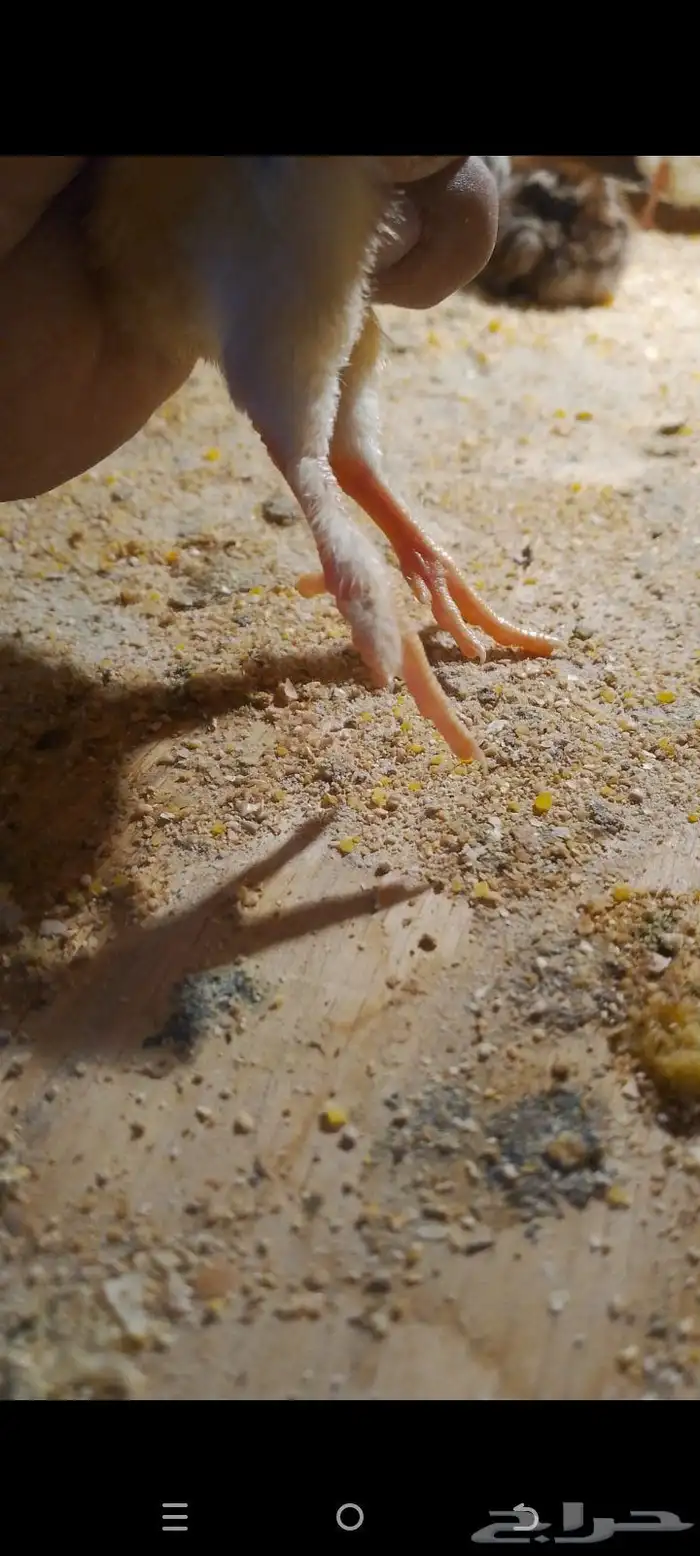 صيصان براهما وصيصان تركي فواخررر 3