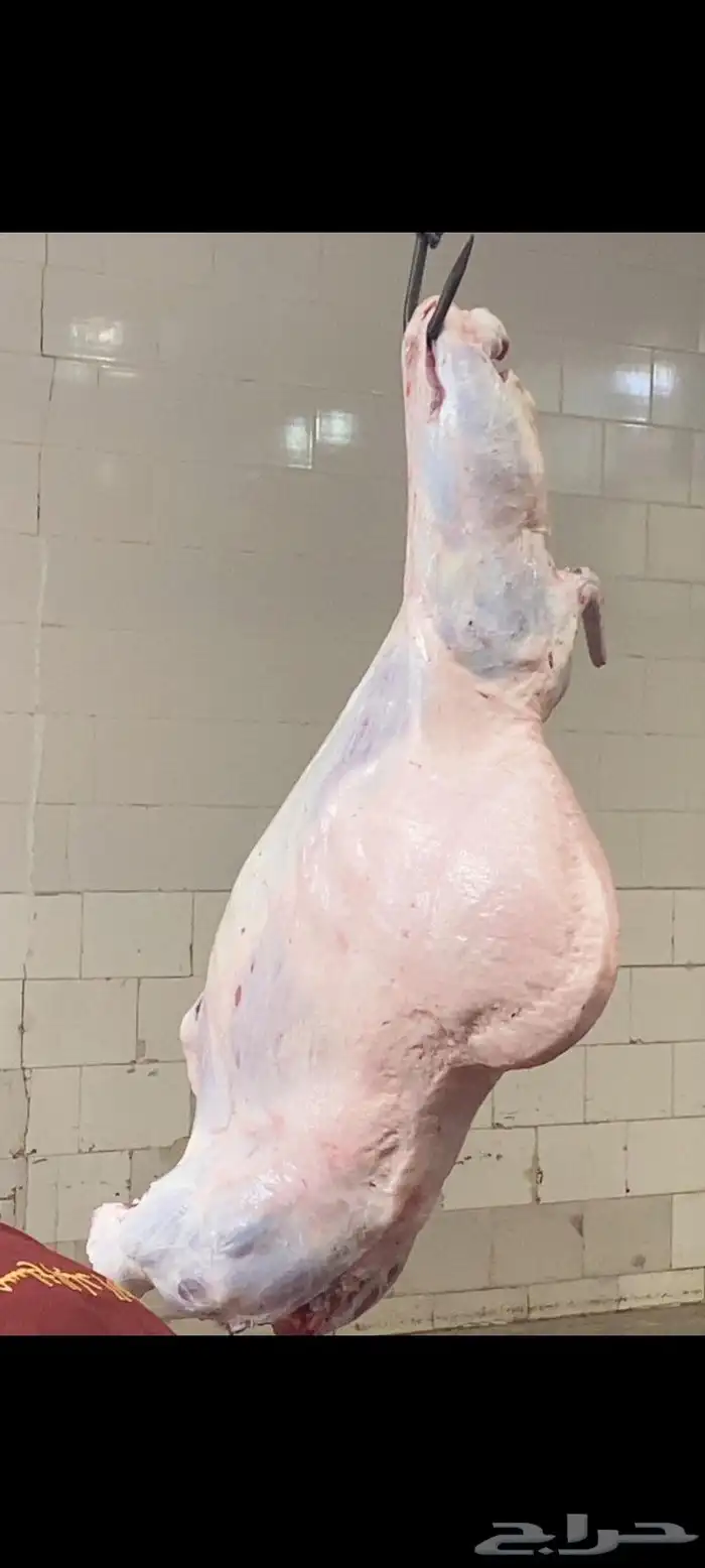 ملحمة النسيم ومزارع بلدي خرفان تيوس يوجد توصيل 8