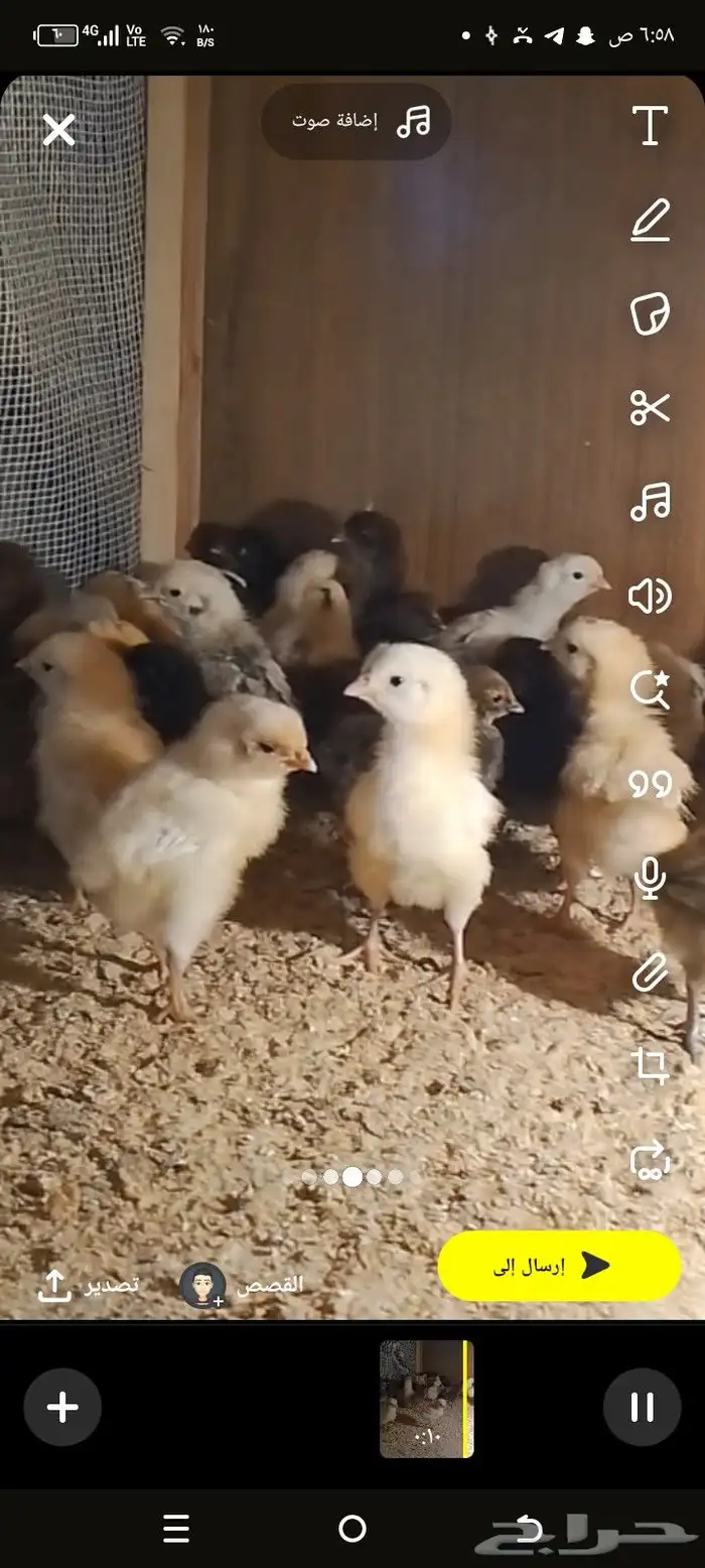 صيصان براهما وصيصان تركي فواخررر 7