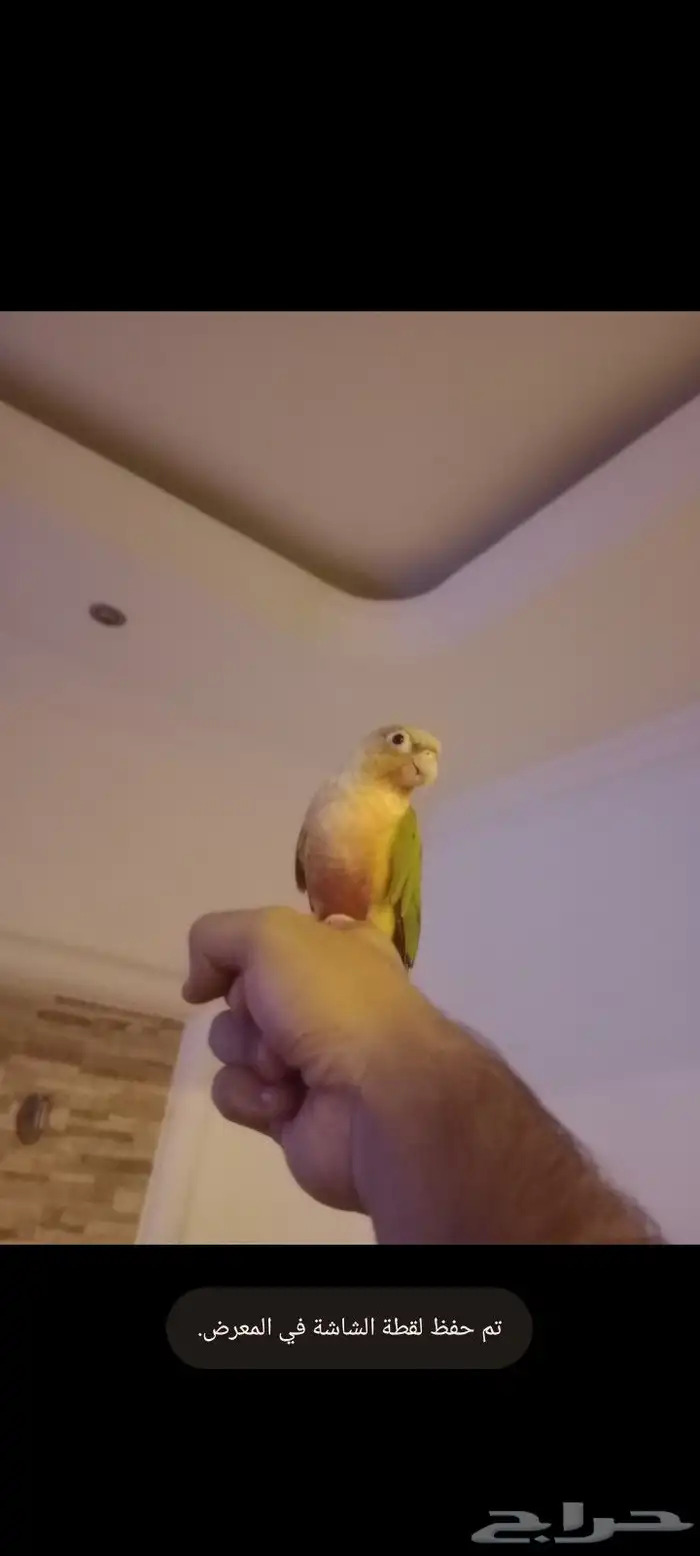 كنيور قرين شيك متكلم واو أليف جدا 9