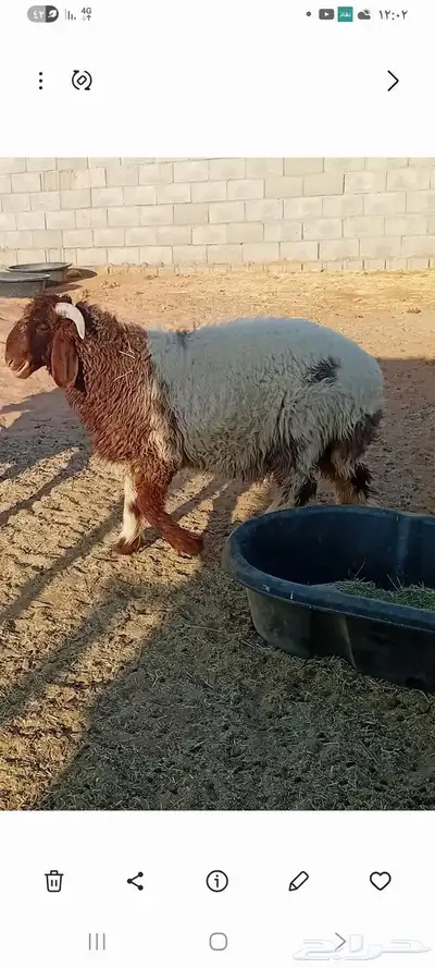 خروف. للبيع 0