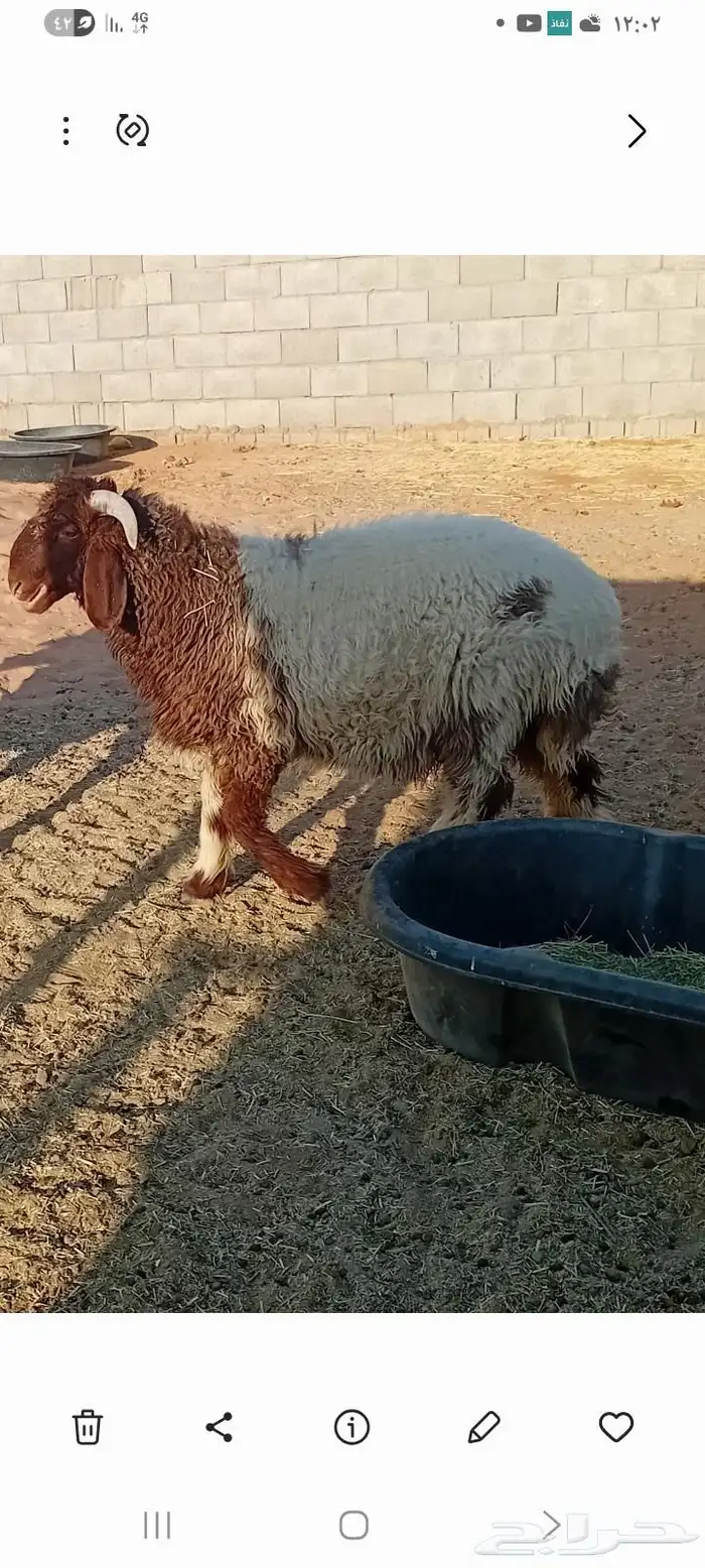 خروف. للبيع 0