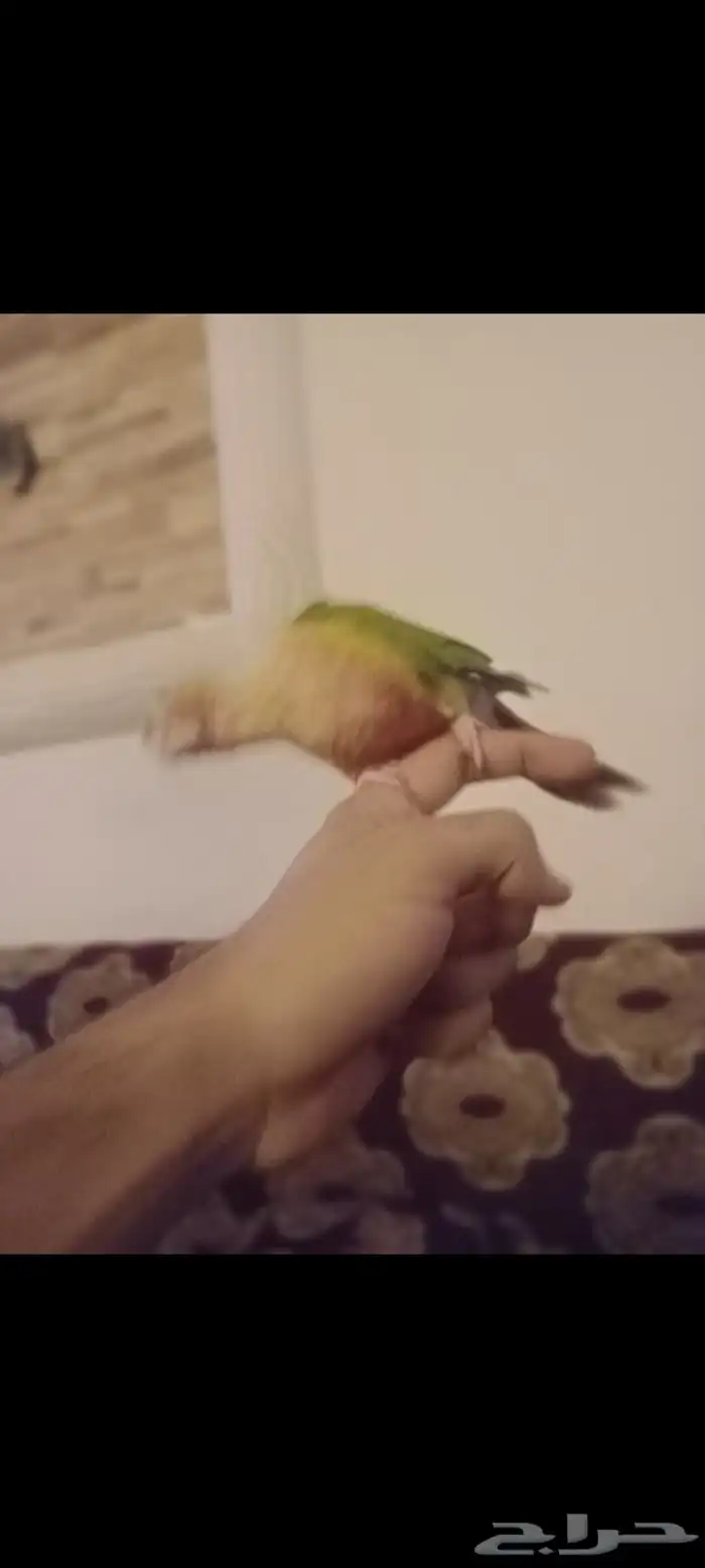 كنيور قرين شيك متكلم واو أليف جدا 18