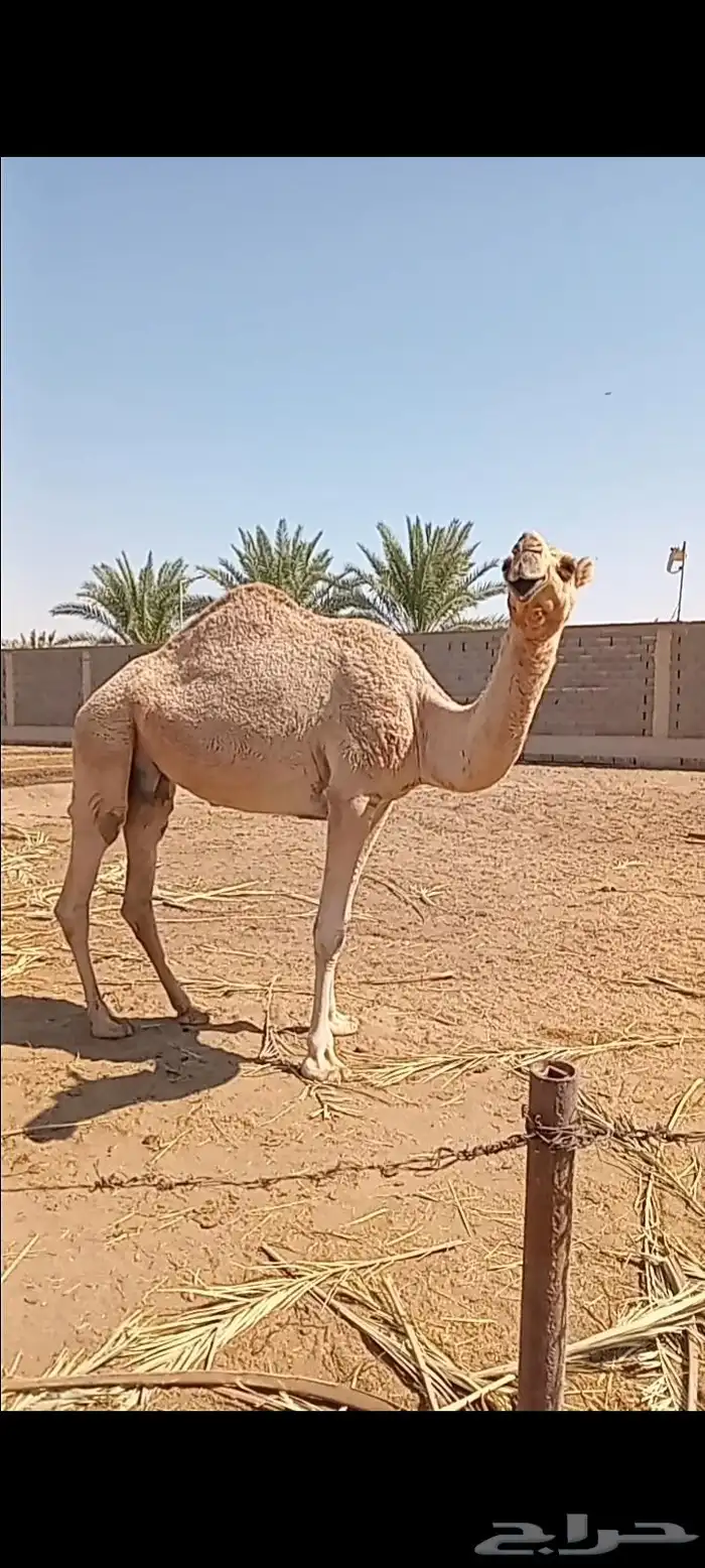 ضروبه شقحاء ثنيه 3