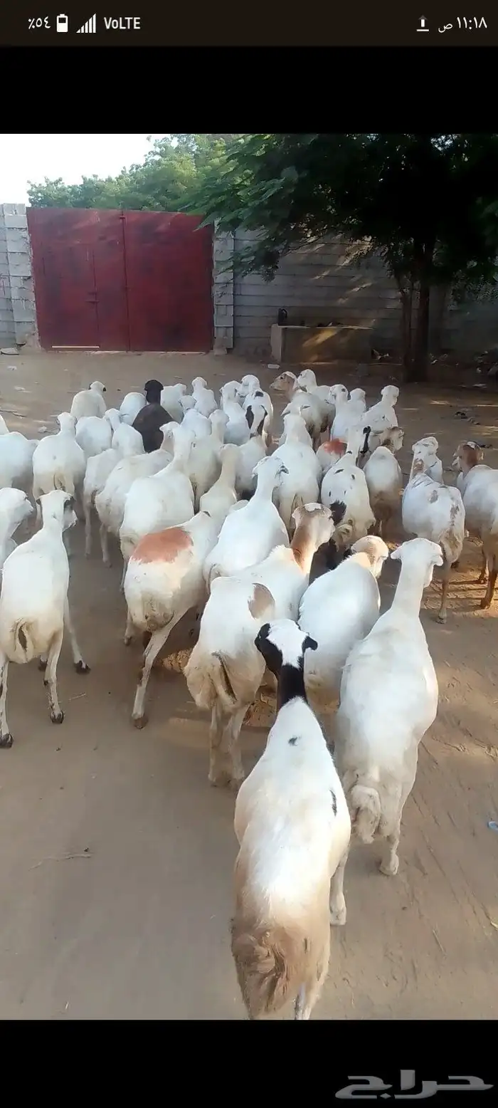 ضان رفيديات بلدي دفيع 0