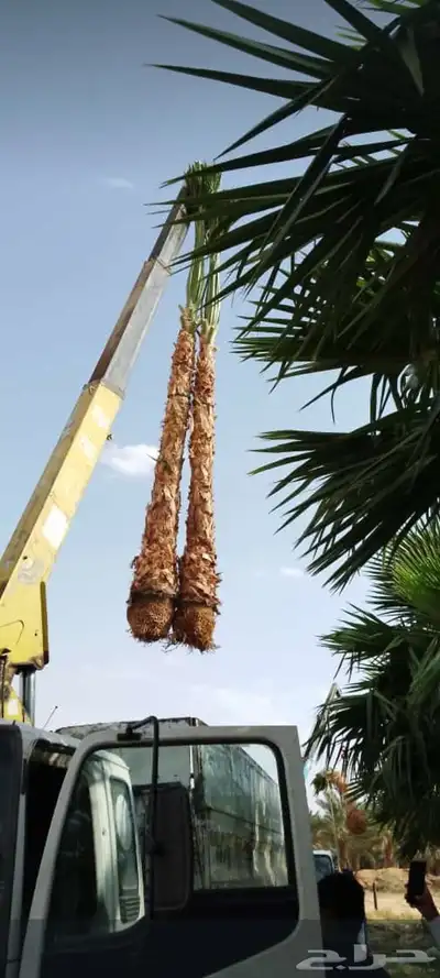 نخيل المجمعه index