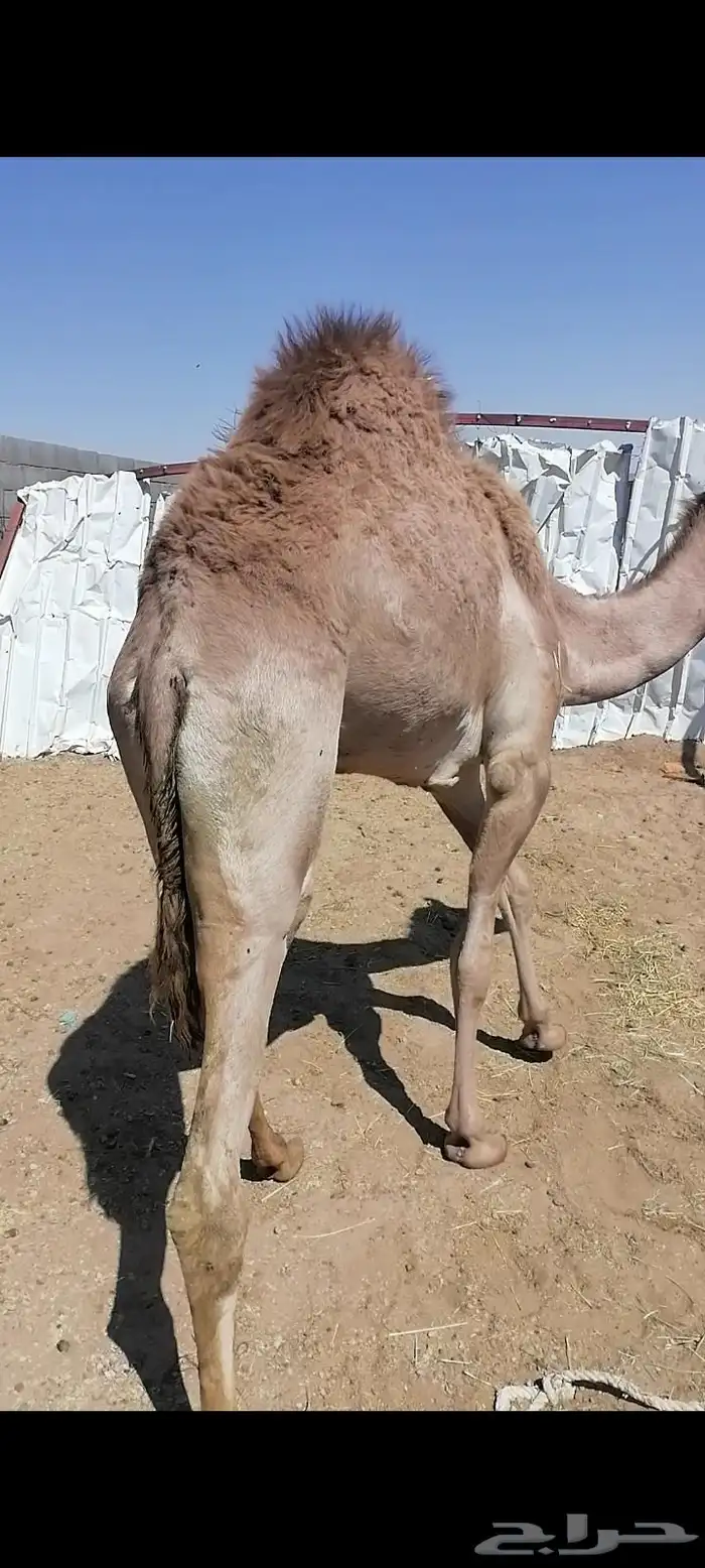 بكره كفو لبيع 0