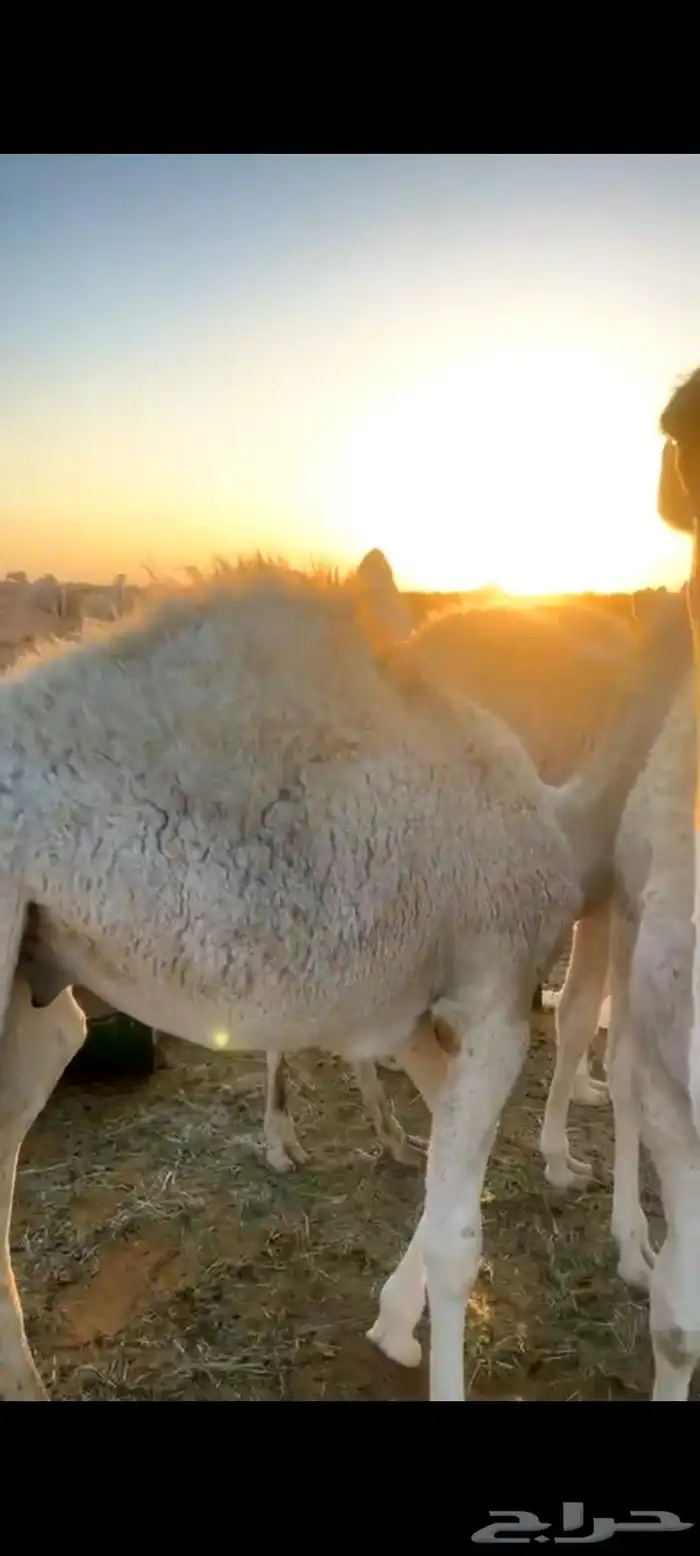 قعود لباني العمر 8 اشهر وخمس ايام 1