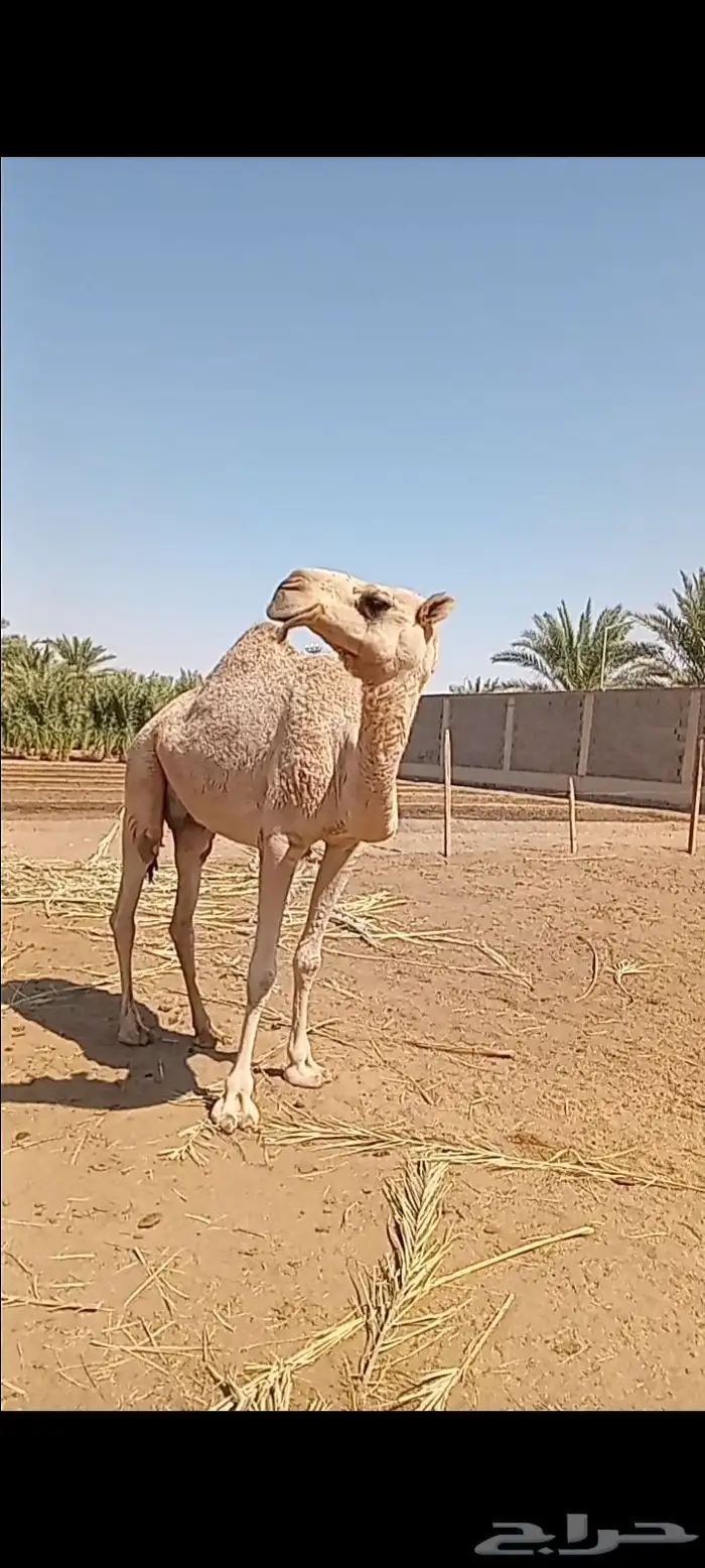 ضروبه شقحاء ثنيه 0