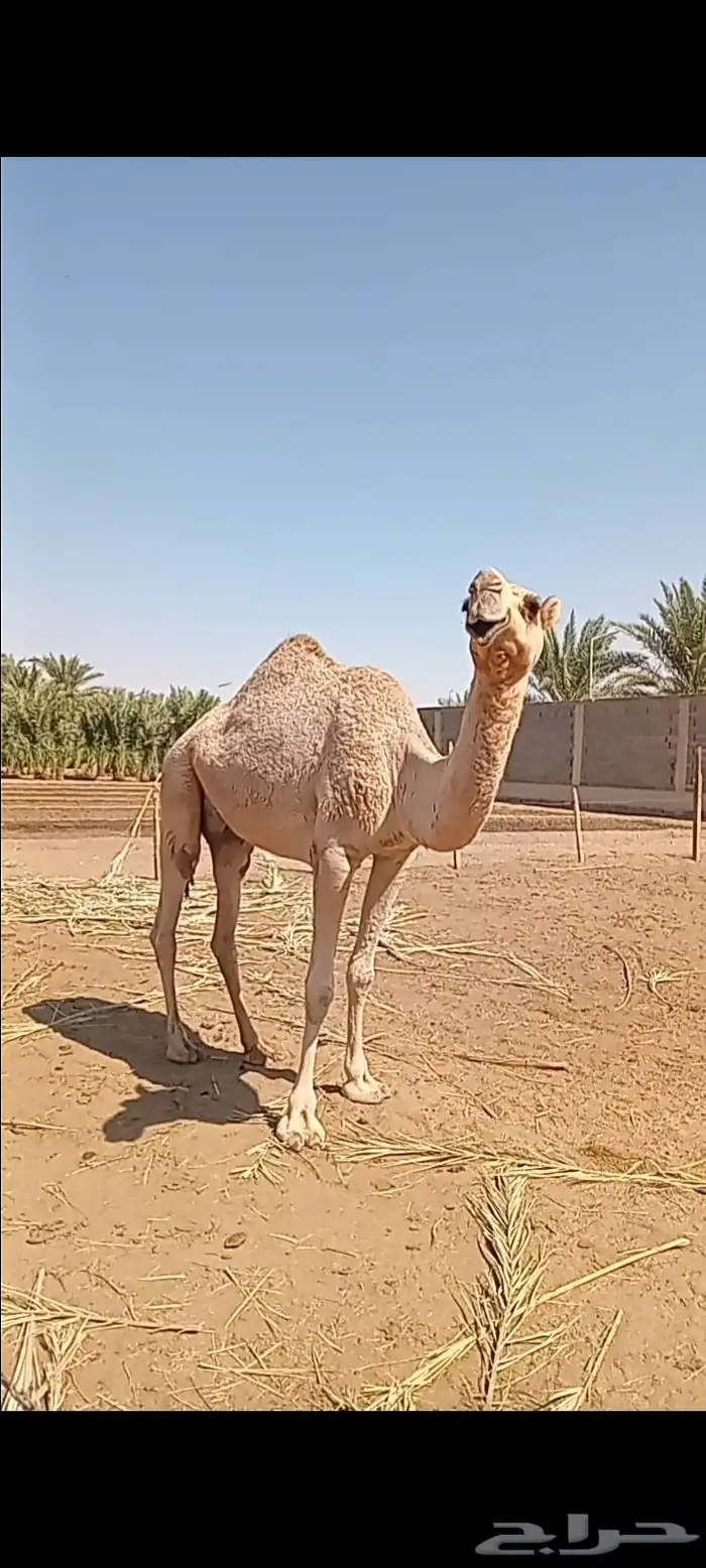 ضروبه شقحاء ثنيه 2