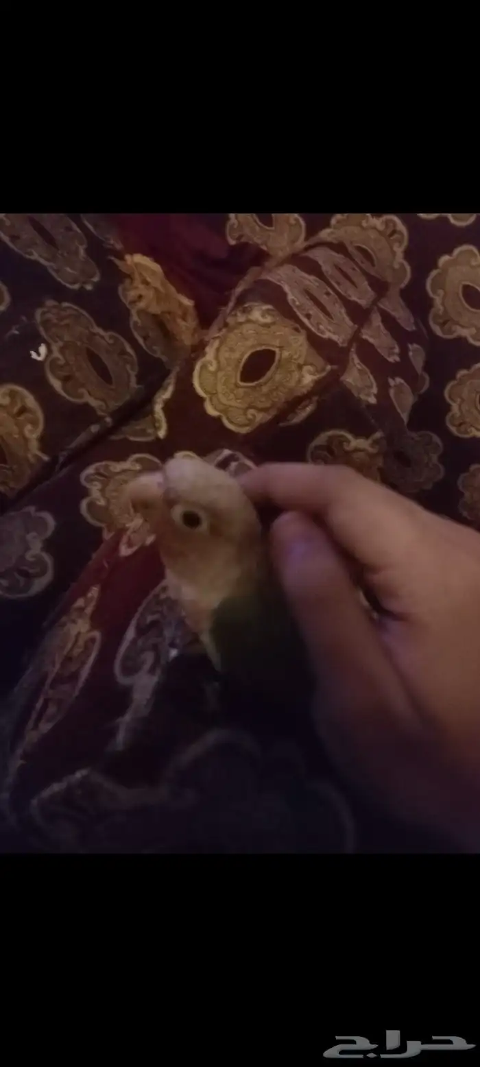 كنيور قرين شيك متكلم واو أليف جدا 5