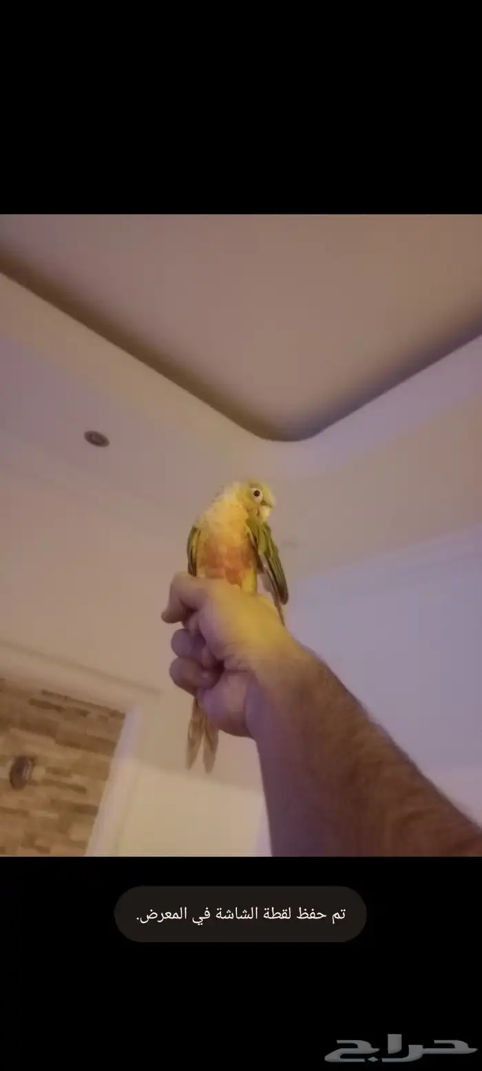 كنيور قرين شيك متكلم واو أليف جدا 16