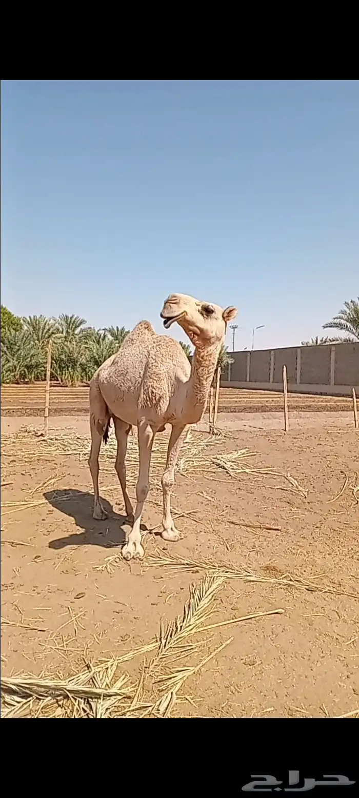 ضروبه شقحاء ثنيه 1