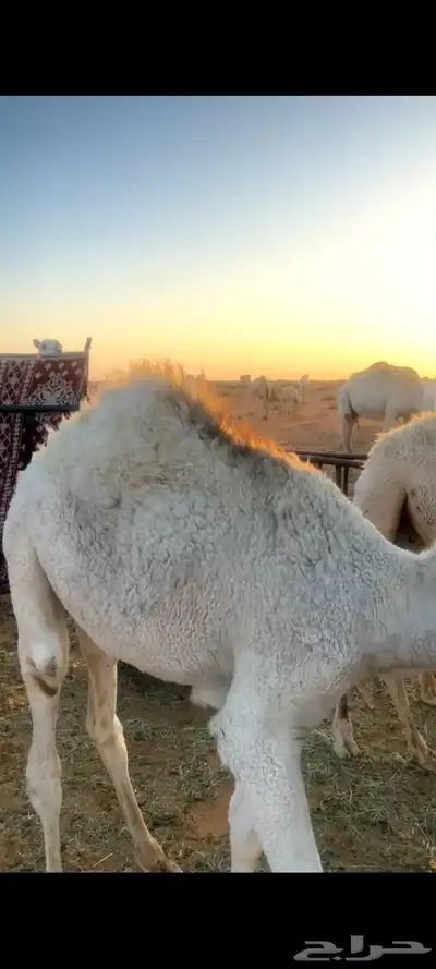 قعود لباني العمر 8 اشهر وخمس ايام index