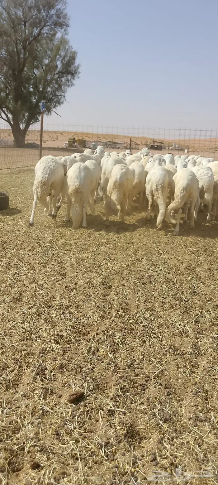 سواكن ذبايح مرابي 1