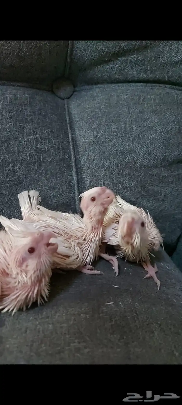 فروخ كروان البينو عيون حمر 1