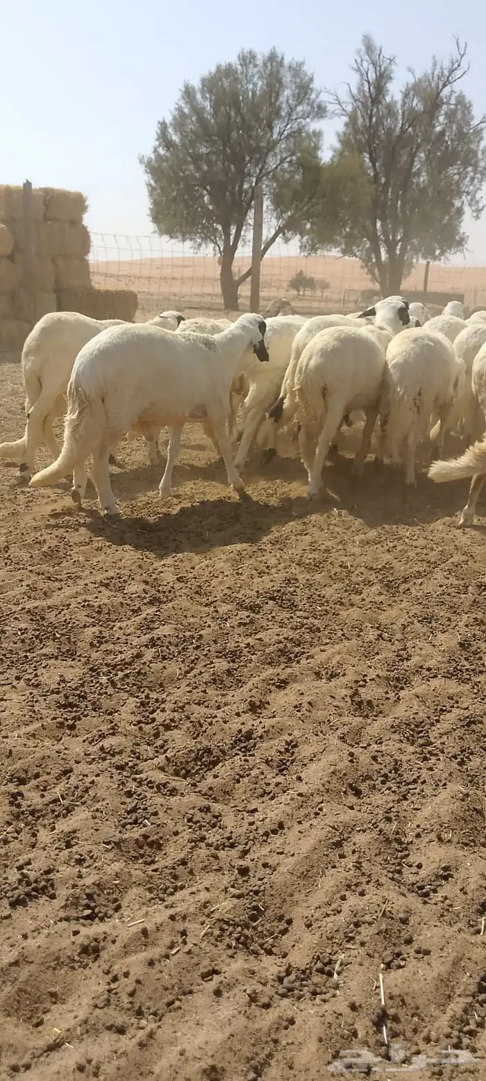 سواكن ذبايح مرابي 5