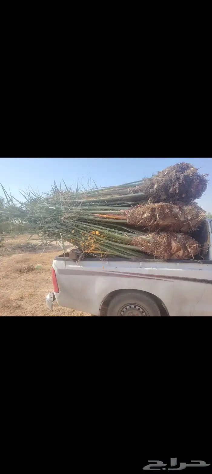 سلام عليكم ورحمة الله وبركاته يتوفر لدينا نخيل عربي للبيع 0