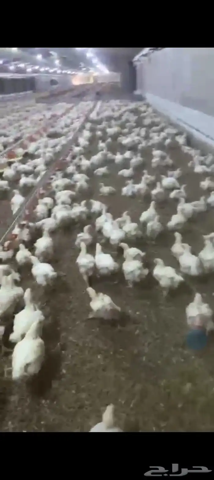 دجاج لاحم اوزان 1200جرام 0