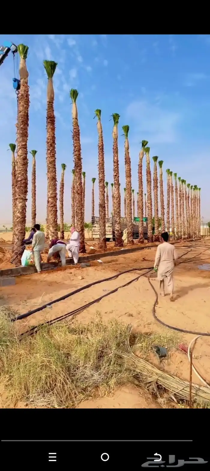 نخل وشنطني امريكي زينه جميع المقاسات وجميع الانواع 5