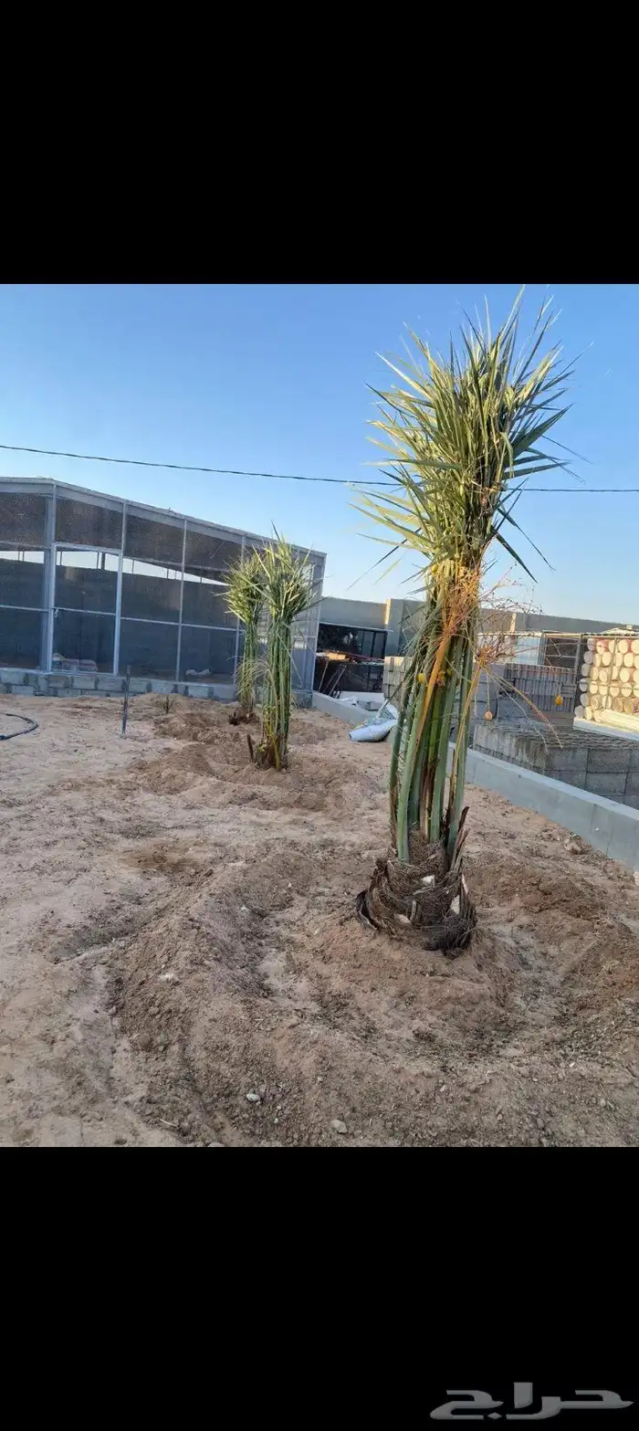 سلام عليكم ورحمة الله وبركاته يتوفر لدينا نخيل عربي للبيع 4