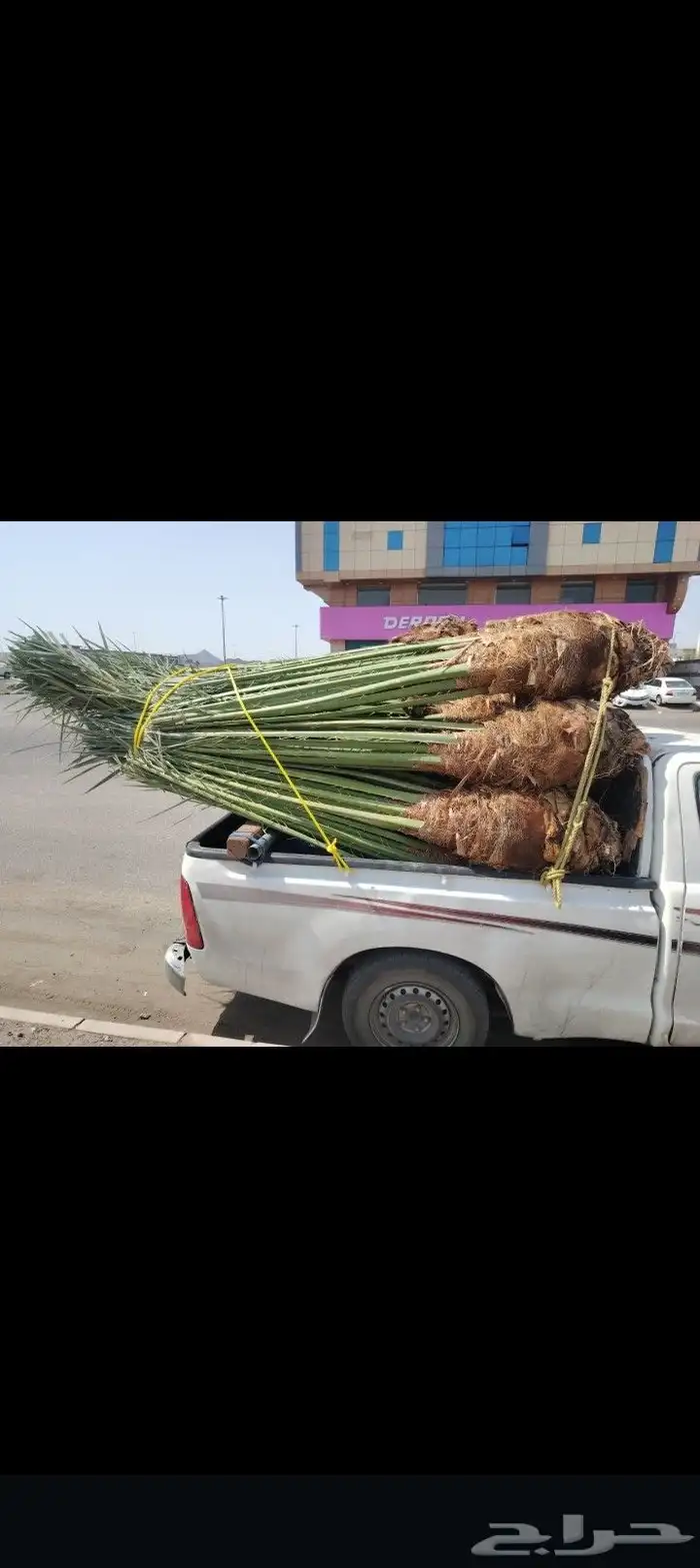 سلام عليكم ورحمة الله وبركاته يتوفر لدينا نخيل عربي للبيع 1