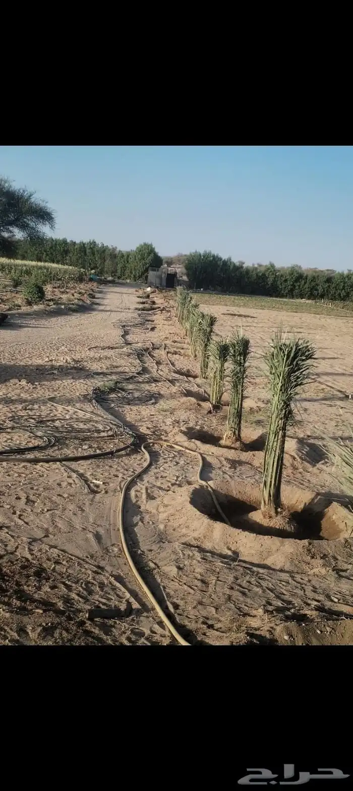 سلام عليكم ورحمة الله وبركاته يتوفر لدينا نخيل عربي للبيع 5