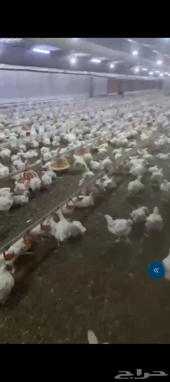 دجاج لاحم اوزان 1200جرام 1